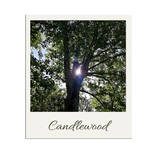 polaroid phot of sun shining through tree branches