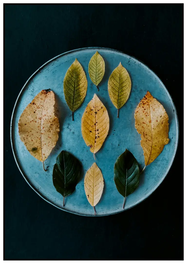 Frequently asked questions Different fallen leaves representing questions