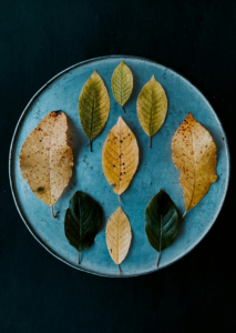 Different coloured leaves on a plate