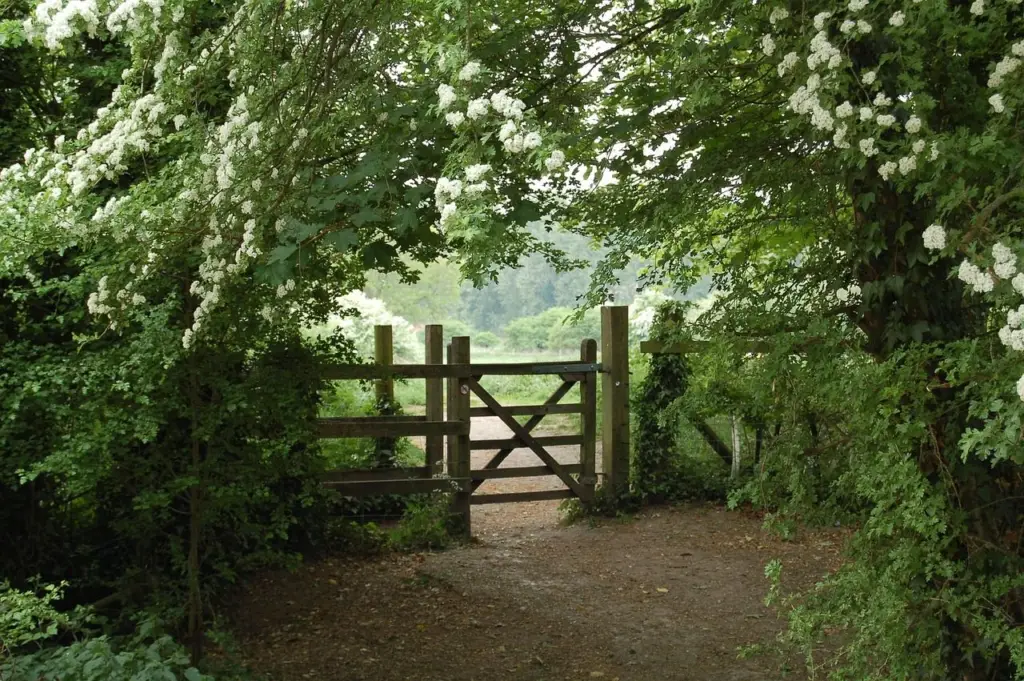 Counselling services in Newton Abbot image of forest gateway to counselling services