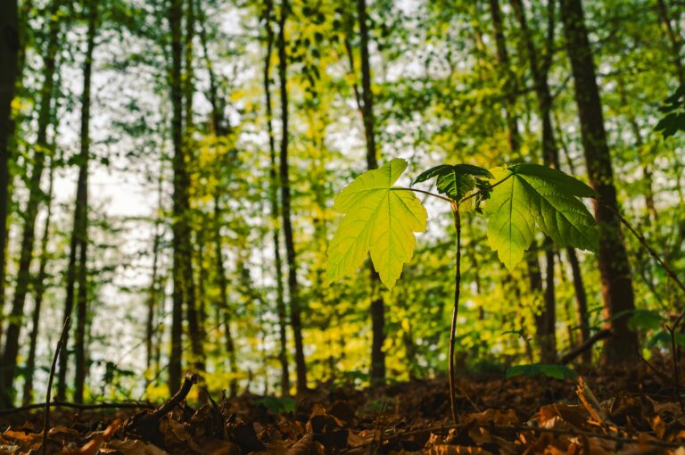 How counselling can help - image of small tree growing