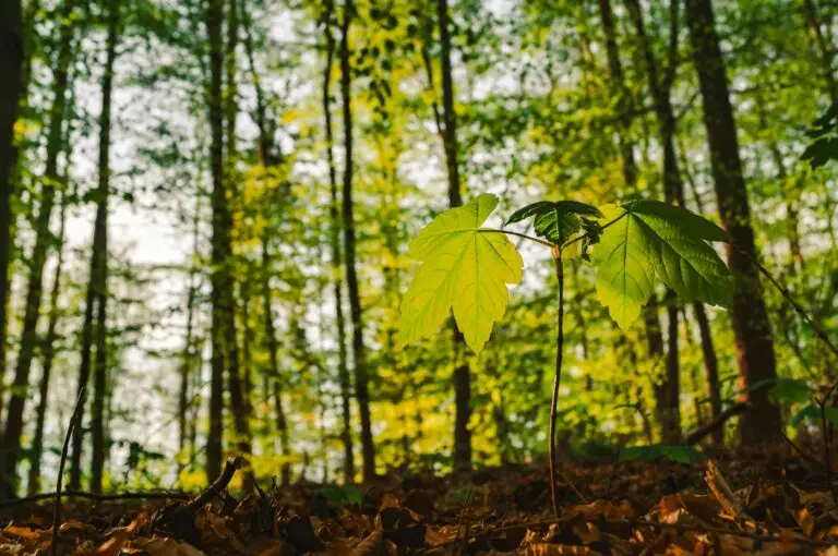 image of sapling growing representing growth through using counselling services in newton abbot